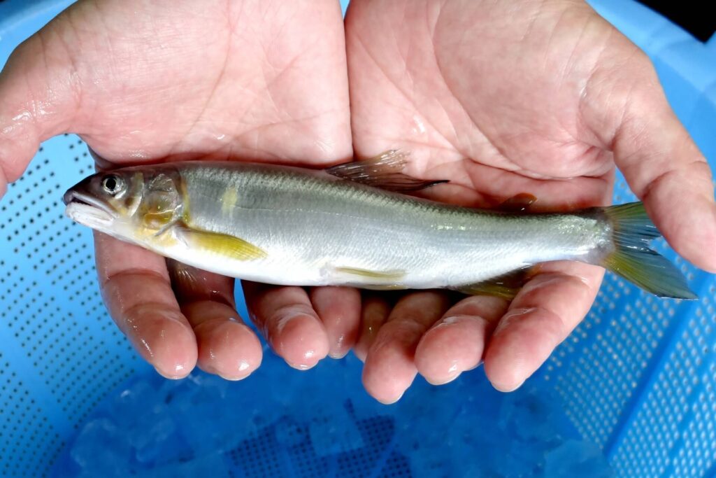 養殖の鮎を持つ手