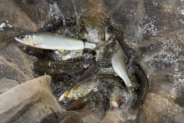 鮎の漁業権が厳しい理由は？鮎釣りをする時の注意点もあわせて解説