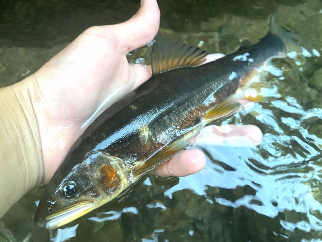 手の平に乗せられた落ち鮎