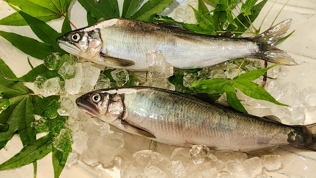 鮎の匂いはスイカに似ている？香りの特徴と匂いを決める要因を解説